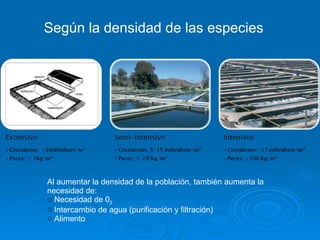 Según la densidad de las especies




Al aumentar la densidad de la población, también aumenta la
necesidad de:
o Necesidad de 02
o Intercambio de agua (purificación y filtración)
o Alimento
 