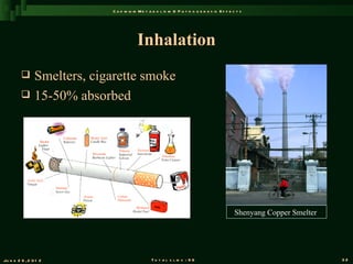 C a d m iu m M e t a b o l is m & P a t h o g e n e s is E f f e c t s




                                      Inhalation
          Smelters, cigarette smoke
          15-50% absorbed




                                                                                           Shenyang Copper Smelter




Ju n e 2 6 , 2 0 1 2                         T o t a l s l id s : 9 6                                                32
 