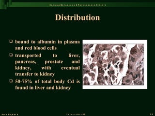 C a d m iu m M e t a b o l is m & P a t h o g e n e s is E f f e c t s




                                     Distribution

               bound to albumin in plasma
                and red blood cells
               transported       to    liver,
                pancreas,     prostate    and
                kidney,      with    eventual
                transfer to kidney
               50-75% of total body Cd is
                found in liver and kidney




Ju n e 2 6 , 2 0 1 2                               T o t a l s l id s : 9 6                             35
 
