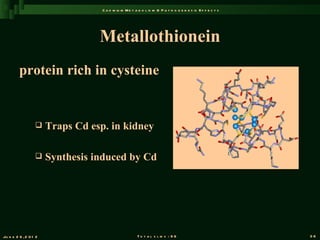 C a d m iu m M e t a b o l is m & P a t h o g e n e s is E f f e c t s




                                  Metallothionein
         protein rich in cysteine


                      Traps Cd esp. in kidney

                      Synthesis induced by Cd




Ju n e 2 6 , 2 0 1 2                                   T o t a l s l id s : 9 6                             36
 