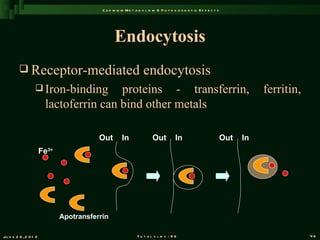 C a d m iu m M e t a b o l is m & P a t h o g e n e s is E f f e c t s




                                                 Endocytosis
          Receptor-mediated                                      endocytosis
                   Iron-binding        proteins - transferrin,                                                               ferritin,
                        lactoferrin can bind other metals

                                         Out         In                 Out          In                            Out   In
                       Fe3+




                              Apotransferrin

Ju n e 2 6 , 2 0 1 2                                          T o t a l s l id s : 9 6                                                    46
 