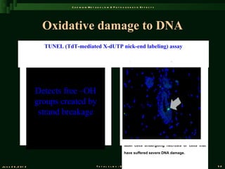 C a d m iu m M e t a b o l is m & P a t h o g e n e s is E f f e c t s




                         Oxidative damage to DNA
                         TUNEL (TdT-mediated X-dUTP nick-end labeling) assay




                                                                                  Terminal uridine deoxynucleotidyl transferase

                                                                                  dUTP nick end labeling (TUNEL) is a common
                       Detects free –OH                                           method for detecting DNA fragmentation that

                       groups created by                                          results from apoptotic signaling cascades. The

                                                                                  assay relies on the presence of nicks in the
                        strand breakage                                           DNA which can be identified by terminal

                                                                                  deoxynucleotidyl transferase, an enzyme that

                                                                                  will catalyze the addition of dUTPs that are

                                                                                  secondarily labeled with a marker. It may also

                                                                                  label cells undergoing necrosis or cells that

                                                                                  have suffered severe DNA damage.


Ju n e 2 6 , 2 0 1 2                                   T o t a l s l id s : 9 6                                                    52
 