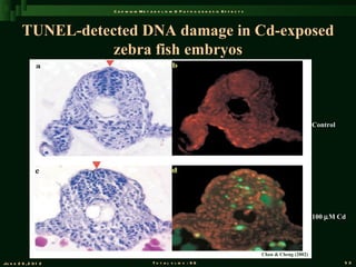 C a d m iu m M e t a b o l is m & P a t h o g e n e s is E f f e c t s



         TUNEL-detected DNA damage in Cd-exposed
                    zebra fish embryos



                                                                                                                      Control




                                                                                                                      100 µ M Cd




                                                                                                Chan & Cheng (2002)
Ju n e 2 6 , 2 0 1 2                       T o t a l s l id s : 9 6                                                             53
 