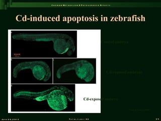 C a d m iu m M e t a b o l is m & P a t h o g e n e s is E f f e c t s




                Cd-induced apoptosis in zebrafish

                                                                                   Control embryo




                                                                                          Cd-exposed embryos




                                                               Cd-exposed embryo

                                                                                                     Chan & Cheng (2002)



Ju n e 2 6 , 2 0 1 2                         T o t a l s l id s : 9 6                                                      54
 