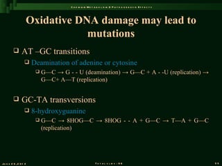 C a d m iu m M e t a b o l is m & P a t h o g e n e s is E f f e c t s




                   Oxidative DNA damage may lead to
                               mutations
               AT –GC transitions
                      Deamination of adenine or cytosine
                           G—C → G - - U (deamination) → G—C + A - -U (replication) →
                            G—C+ A—T (replication)


               GC-TA transversions
                      8-hydroxyguanine
                           G—C → 8HOG—C → 8HOG - - A + G—C → T—A + G—C
                            (replication)




Ju n e 2 6 , 2 0 1 2                                      T o t a l s l id s : 9 6                             55
 