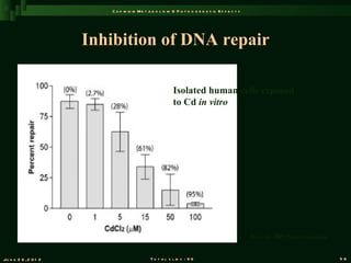 C a d m iu m M e t a b o l is m & P a t h o g e n e s is E f f e c t s




                       Inhibition of DNA repair

                                                           Isolated human cells exposed
                                                           to Cd in vitro




                                                                                                   Jin et al., 2003 Nature Genetics


Ju n e 2 6 , 2 0 1 2                          T o t a l s l id s : 9 6                                                                58
 