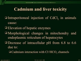 C a d m iu m M e t a b o l is m & P a t h o g e n e s is E f f e c t s




                       Cadmium and liver toxicity
          Intraperitoneal                injection of CdCl2 in animals
           cause:
          Elevation of hepatic enzymes
          Morphological changes in mitochondry and
           endoplasmic reticulum of hepatocytes
          Decrease of intracellular pH from 6.8 to 6.6
           due to:
                   Cadmium   interaction with Cl-/HCO3 channels

Ju n e 2 6 , 2 0 1 2                               T o t a l s l id s : 9 6                             64
 