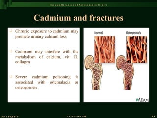 C a d m iu m M e t a b o l is m & P a t h o g e n e s is E f f e c t s




                         Cadmium and fractures
               Chronic exposure to cadmium may
                promote urinary calcium loss


               Cadmium may interfere with the
                metabolism of calcium, vit. D,
                collagen


               Severe cadmium poisoning is
                associated with ostemalacia or
                osteoporosis




Ju n e 2 6 , 2 0 1 2                                 T o t a l s l id s : 9 6                             65
 