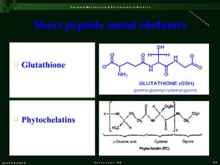 C a d m iu m M e t a b o l is m & P a t h o g e n e s is E f f e c t s
                                                                                                       de
                                                                                                          to
                                                                                                             xi
                                                                                                               fi


                       Short peptide metal chelators
                                                                                                                 ca
                                                                                                                      ti
                                                                                                                        on




               Glutathione




               Phytochelatins



Ju n e 2 6 , 2 0 1 2                              T o t a l s l id s : 9 6                                                   86
 
