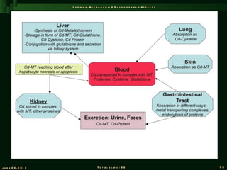 C a d m iu m M e t a b o l is m & P a t h o g e n e s is E f f e c t s




Ju n e 2 6 , 2 0 1 2                       T o t a l s l id s : 9 6                             93
 