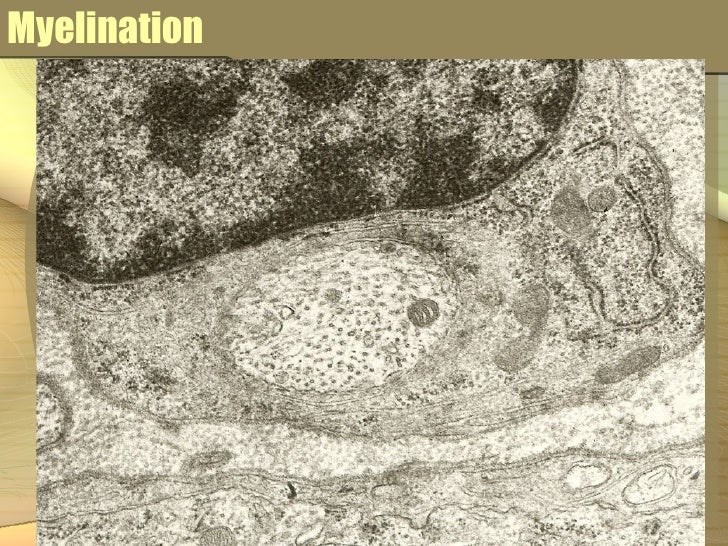 Cadmium excretion image