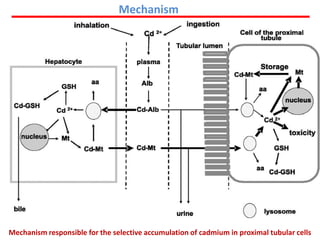 Mechanism




Mechanism responsible for the selective accumulation of cadmium in proximal tubular cells
 