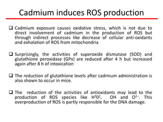 Cadmium induces ROS production
 Cadmium exposure causes oxidative stress, which is not due to
  direct involvement of cadmium in the production of ROS but
  through indirect processes like decrease of cellular anti-oxidants
  and exhalation of ROS from mitochondria

 Surprisingly, the activities of superoxide dismutase (SOD) and
  glutathione peroxidase (GPx) are reduced after 4 h but increased
  again after 8 h of intoxication

 The reduction of glutathione levels after cadmium administration is
  also shown to occur in mice.

 The reduction of the activities of antioxidants may lead to the
  production of ROS species like H202,            OH and O2–. This
  overproduction of ROS is partly responsible for the DNA damage.
 