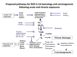 Proposed pathways for ROS in Cd toxicology and carcinogenesis
           following acute and chronic exposures
 