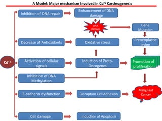 A Model: Major mechanism involved in Cd+2 Carcinogenesis
                                       Enhancement of DNA
       Inhibition of DNA repair             damage

                                                DNA                          Gene
                                               damage                       Mutation

                                                                          Preneoplastic
       Decrease of Antioxidants            Oxidative stress
                                                                             lesion



Cd+2     Activation of cellular          Induction of Proto-             Promotion of
                signals                      Oncogenes                   proliferation

          Inhibition of DNA
            Methylation

                                                                            Malignant
        E-cadherin dysfunction          Disruption Cell Adhesion             Cancer




            Cell damage                  Induction of Apoptosis
 