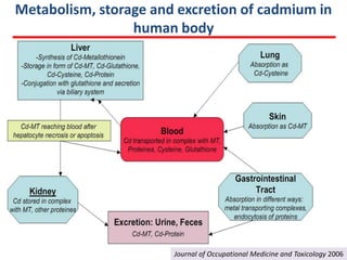 Metabolism, storage and excretion of cadmium in
                 human body




                       Journal of Occupational Medicine and Toxicology 2006
 