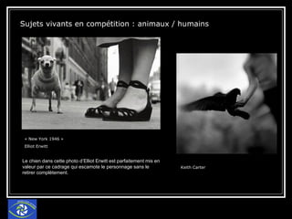 « New York 1946 »  Elliot Erwitt Keith Carter Sujets vivants en compétition : animaux / humains  Le chien dans cette photo d’Elliot Erwitt est parfaitement mis en valeur par ce cadrage qui escamote le personnage sans le retirer complètement. 