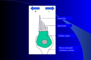 chinocilio
stereocilia
Cellula ciliata
Nervo sensoriale
vestibolo-cocleare
 