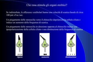 Se indisturbate, le afferenze vestibolari hanno una velocità di scarica basale di circa
100 pot. d’az./sec.
Un piegamento delle stereocilia verso il chinocilio depolarizza la cellula ciliata e
induce un aumento della frequenza di scarica.
Un piegamento delle stereocilia in direzione opposta al chinocilio induce una
iperpolarizzazione della cellula ciliata e una diminuzione della frequenza di scarica.
riposo aumento diminuzione
Che cosa stimola gli organi otolitici?
 