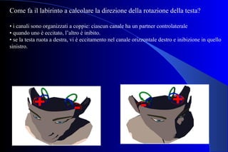 Come fa il labirinto a calcolare la direzione della rotazione della testa?
• i canali sono organizzati a coppie: ciascun canale ha un partner controlaterale
• quando uno è eccitato, l’altro è inibito.
• se la testa ruota a destra, vi è eccitamento nel canale orizzontale destro e inibizione in quello
sinistro.
 