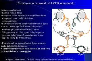 Sequenza degli eventi:
• La testa ruota a destra
• Le cellule ciliate del canale orizzontale di destra
si depolarizzano, quelle di sinistra
iperpolarizzano.
• L’attività dei neuroni vestibolari afferenti di destra
aumenta, mentre quella di sinistra diminuisce
. Entrambi gli occhi ruotano verso sinistra
. Gli aggiustamenti (fase rapida del nystagmo o
direzione del nystagmo) sono diretti in senso
opposto (parte dx depolarizzata)
• L’attivitè del nucleo vestibolare destro aumenta,
quella del sinistro diminuisce
• I muscoli extraoculari retto laterale dx sinistro e
retto mediale sx si contraggono
A riposo (testa ferma), l’attività tonica dei canali destro e sinistro si bilancia.
Meccanismo neuronale del VOR orizzontale
depol.iperpol.
 