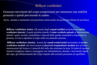 Riflessi vestibolari
Generano movimenti del corpo compensatori per mantenere una stabilità
posturale e quindi prevenendo le cadute
Ad es., aiutano a mantenere una posizione eretta anche sul ponte barcollante di una barca
Riflesso vestibolare tonico. Gli assoni degli organi otolitici proiettano al nucleo
vestibolare laterale, il quale proietta tramite il tratto vestibolo-spinale ai motoneuroni
spinali i quali, eccitati, controllano i muscoli delle gambe aiutandoli a mantenere la
postura, ovvero a riportare il corpo nella sua naturale stazione.
Riflesso vestibolare cinetico. Assoni dei canali semicircolari proiettano al nucleo
vestibolare mediale che invia assoni al fascicolo longitudinale mediale per eccitare i
motoneuroni del tronco e i muscoli del collo che orientano la testa. Si tratta di reazioni
motorie complesse intese a correggere con immediatezza, durante i movimenti rapidi
del capo, gli sbilanciamenti del corpo rispetto alla normale posizione di equilibrio.
 