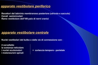 apparato vestibolare periferico
Recettori del labirinto membranoso posteriore (utricolo e sacculo)
Canali semicircolari
Ramo vestibolare dell’VIII paio di nervi cranici
apparato vestibolare centrale
Nuclei vestibolari del bulbo e dalle vie di connessione con:
il cervelletto
la sostanza reticolare
i nuclei oculomotori + corteccia temporo - parietale
i motoneuroni spinali
 