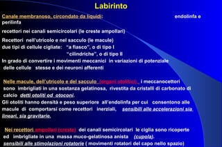 Labirinto
Canale membranoso, circondato da liquidi: endolinfa e
perilinfa
recettori nei canali semicircolari (le creste ampollari)
Recettori nell’utricolo e nel sacculo (le macule)
due tipi di cellule cigliate: “a fiasco”, o di tipo I
“cilindriche”, o di tipo II
In grado di convertire i movimenti meccanici in variazioni di potenziale
delle cellule stesse e dei neuroni afferenti
Nelle macule, dell’utricolo e del sacculo (organi otolitici), i meccanocettori
sono imbrigliati in una sostanza gelatinosa, rivestita da cristalli di carbonato di
calcio detti otoliti od otoconi.
Gli otoliti hanno densità e peso superiore all’endolinfa per cui consentono alle
macule di comportarsi come recettori inerziali, sensibili alle accelerazioni sia
lineari, sia gravitarie.
Nei recettori ampollari (creste) dei canali semicircolari le ciglia sono ricoperte
ed imbrigliate in una massa muco-gelatinosa anista (cupola).
sensibili alle stimolazioni rotatorie ( movimenti rotatori del capo nello spazio)
 