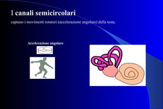 I canali semicircolari
captano i movimenti rotatori (accelerazione angolare) della testa.
Accelerazione angolare
 