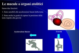 Le macule o organi otolitici
hanno due funzioni:
1. Sono sensibili alle accelerazioni lineari della testa;
2. Sono anche in grado di captare la posizione della
testa rispetto alla gravità
Accelerazione lineare Gravità
 