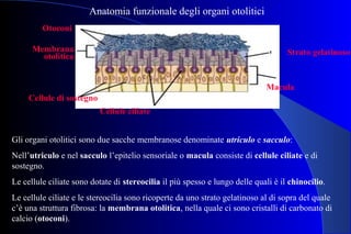 utriculo
sacculo
Cellule di sostegno
Cellule ciliate
Membrana
otolitica Strato gelatinoso
Macula
Otoconi
Gli organi otolitici sono due sacche membranose denominate utriculo e sacculo:
Nell’utriculo e nel sacculo l’epitelio sensoriale o macula consiste di cellule ciliate e di
sostegno.
Le cellule ciliate sono dotate di stereocilia il più spesso e lungo delle quali è il chinocilio.
Le cellule ciliate e le stereocilia sono ricoperte da uno strato gelatinoso al di sopra del quale
c’è una struttura fibrosa: la membrana otolitica, nella quale ci sono cristalli di carbonato di
calcio (otoconi).
Anatomia funzionale degli organi otolitici
 