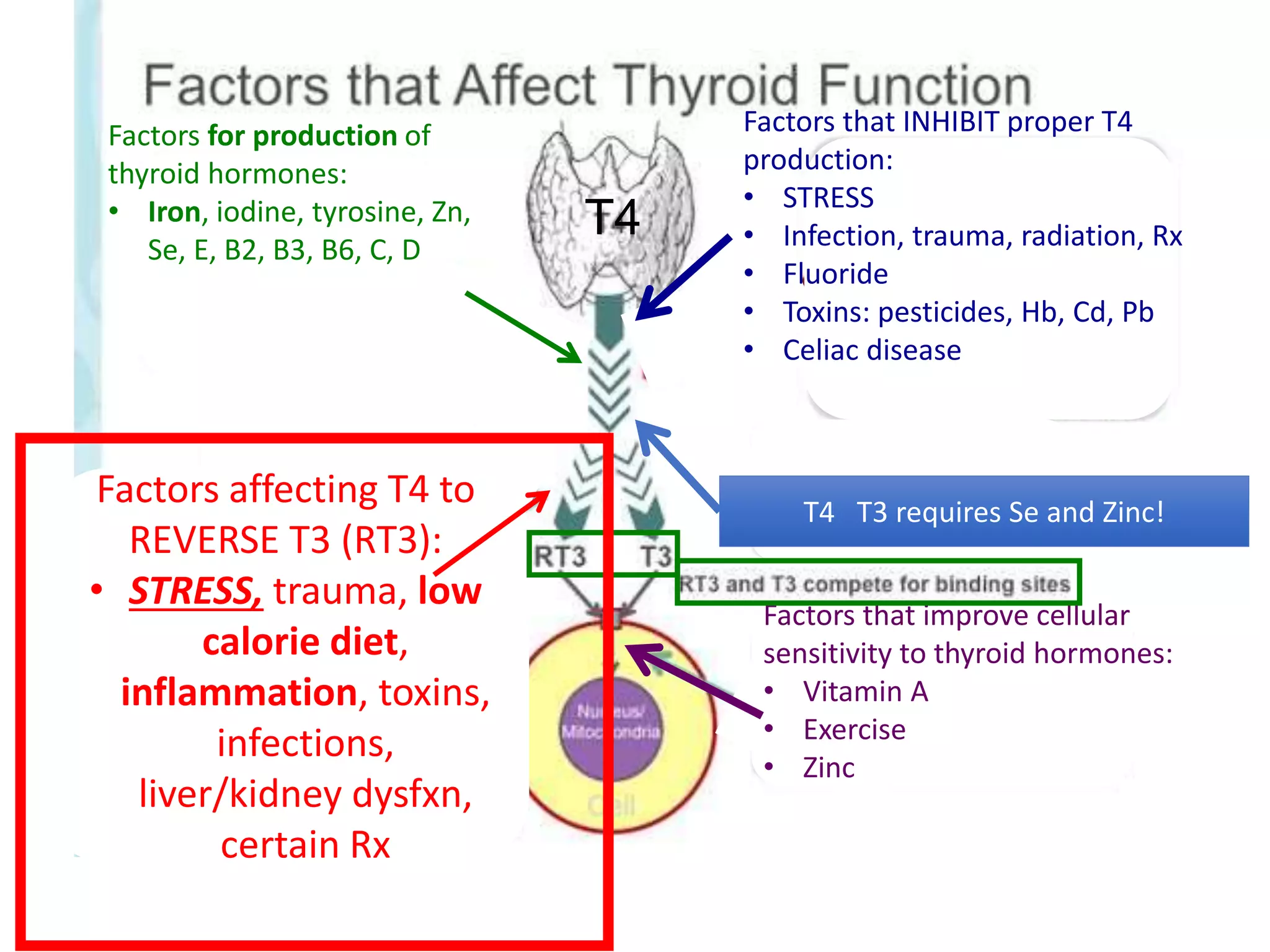 Factors for production of
thyroid hormones:
• Iron, iodine, tyrosine, Zn,
Se, E, B2, B3, B6, C, D
Factors affecting T4 to
REVERSE T3 (RT3):
• STRESS, trauma, low
calorie diet,
inflammation, toxins,
infections,
liver/kidney dysfxn,
certain Rx
Factors that INHIBIT proper T4
production:
• STRESS
• Infection, trauma, radiation, Rx
• Fluoride
• Toxins: pesticides, Hb, Cd, Pb
• Celiac disease
T4 T3 requires Se and Zinc!
T4
Factors that improve cellular
sensitivity to thyroid hormones:
• Vitamin A
• Exercise
• Zinc
 