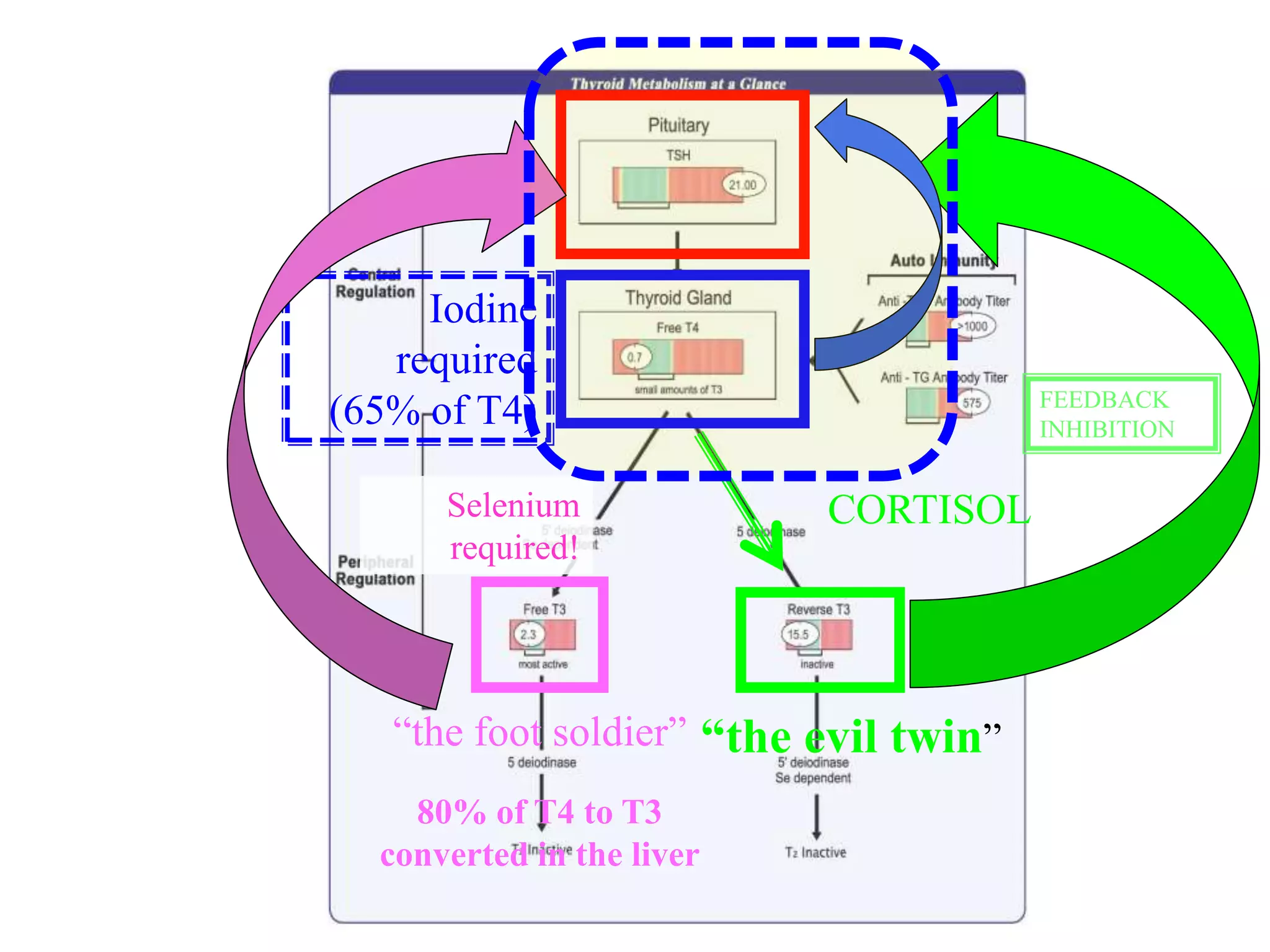 “the foot soldier” “the evil twin”
Selenium
required!
FEEDBACK
INHIBITION
CORTISOL
80% of T4 to T3
converted in the liver
Iodine
required
(65% of T4)
 