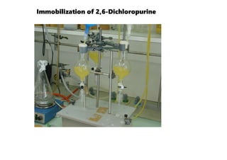 Immobilization of 2,6-Dichloropurine
 