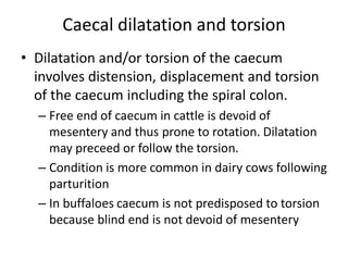 Caecal dilatation and torsion
• Dilatation and/or torsion of the caecum
involves distension, displacement and torsion
of the caecum including the spiral colon.
– Free end of caecum in cattle is devoid of
mesentery and thus prone to rotation. Dilatation
may preceed or follow the torsion.
– Condition is more common in dairy cows following
parturition
– In buffaloes caecum is not predisposed to torsion
because blind end is not devoid of mesentery
 