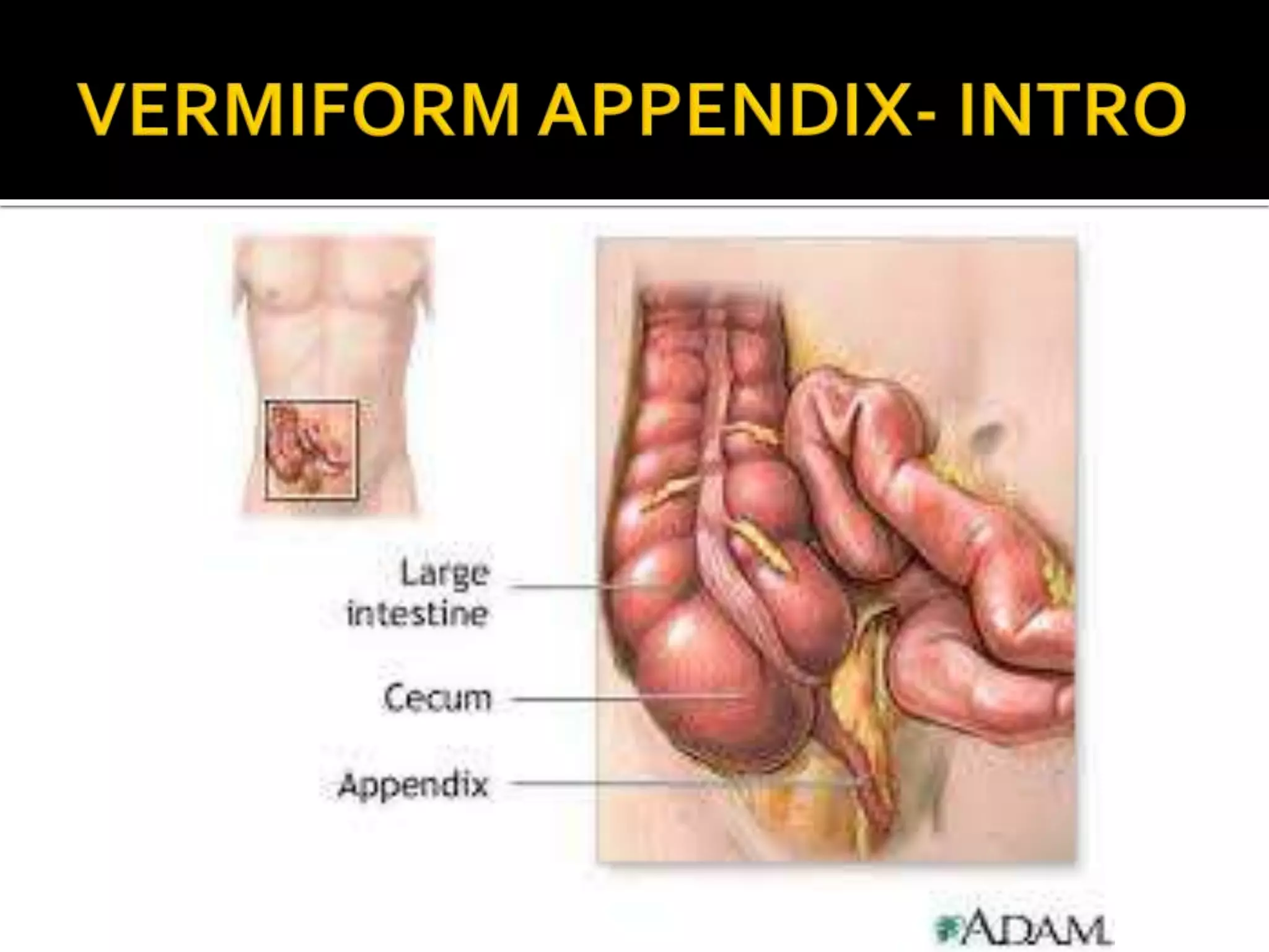 Anatomy of Caecum & Appendix.pptx