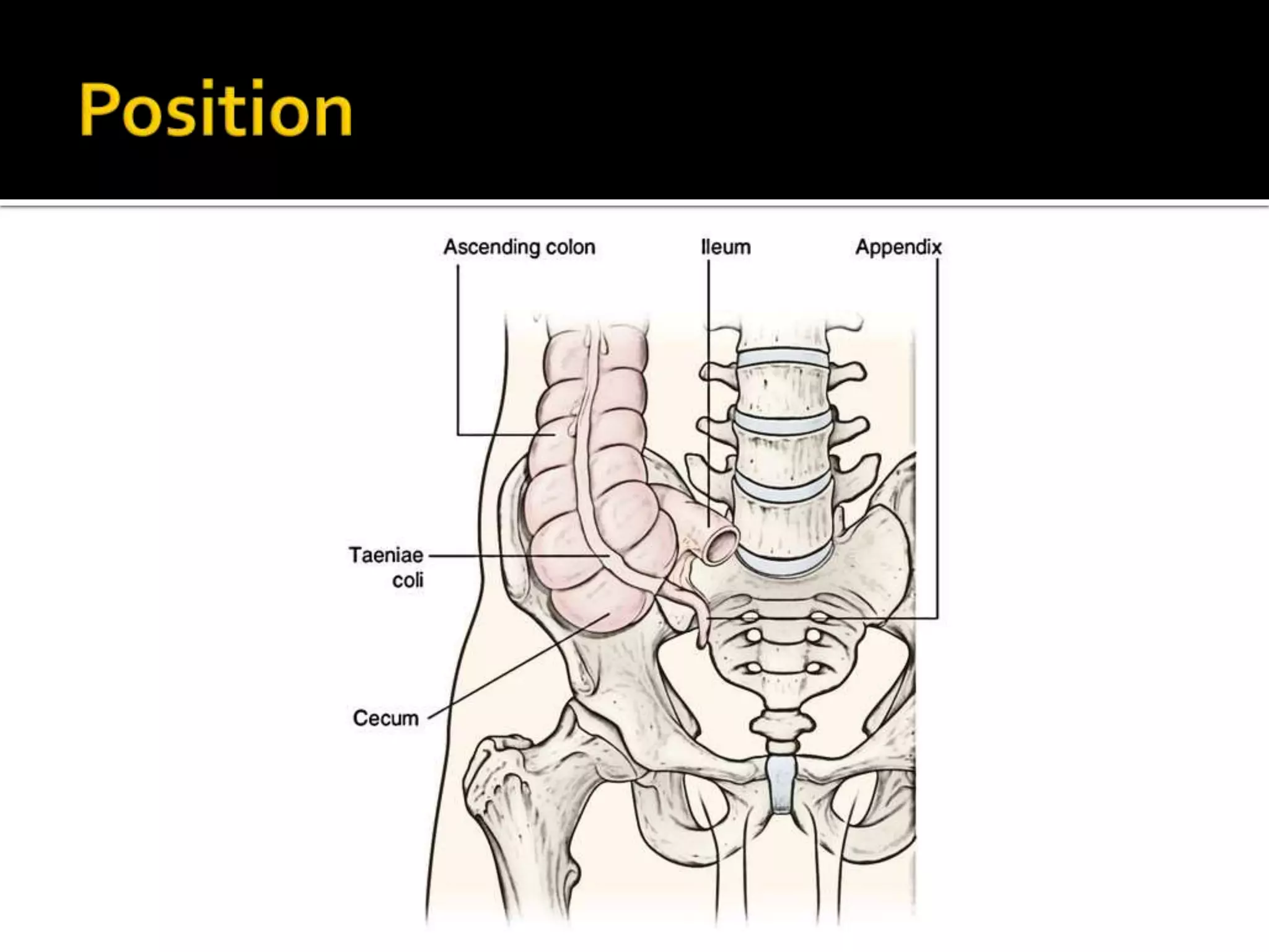 Anatomy of Caecum & Appendix.pptx