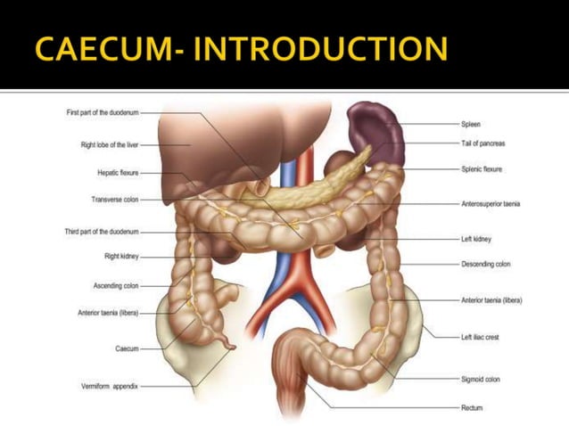 Anatomy of Caecum & Appendix.pptx