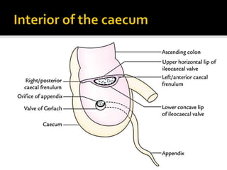 Anatomy of Caecum & Appendix.pptx