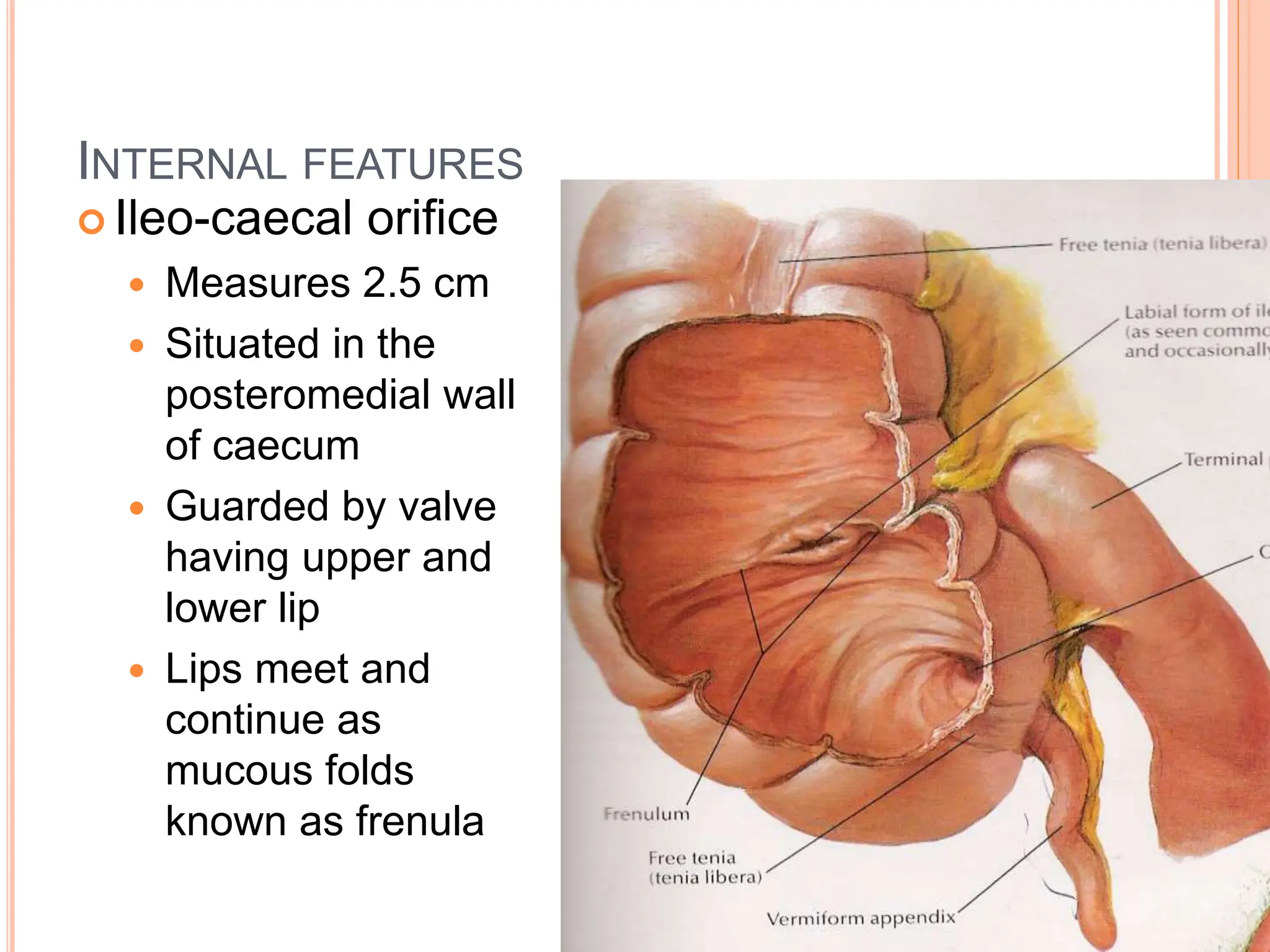 GROSS ANATOMY OF CAECUM & APPENDIX DR VKVS.ppt
