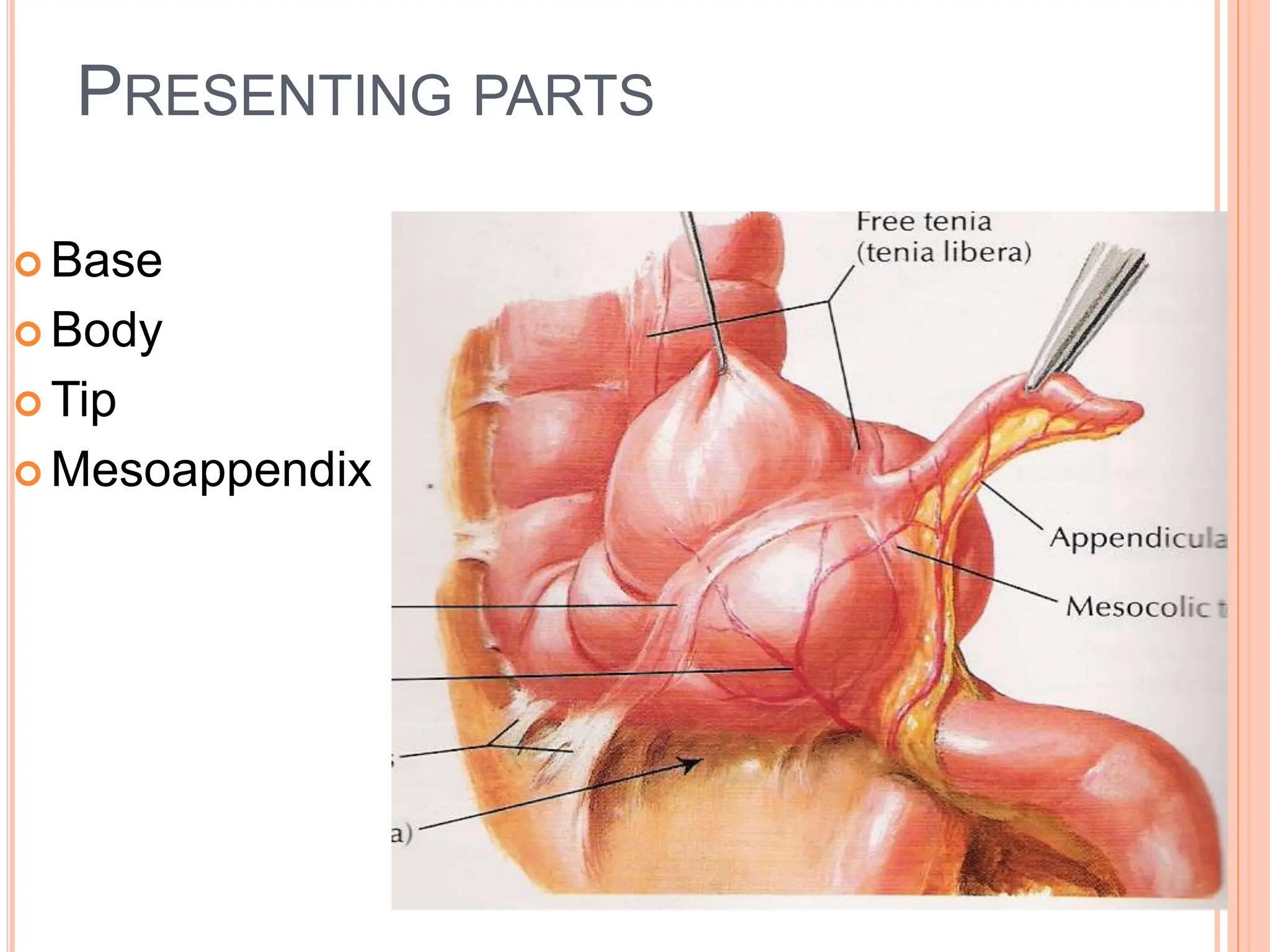 GROSS ANATOMY OF CAECUM & APPENDIX DR VKVS.ppt