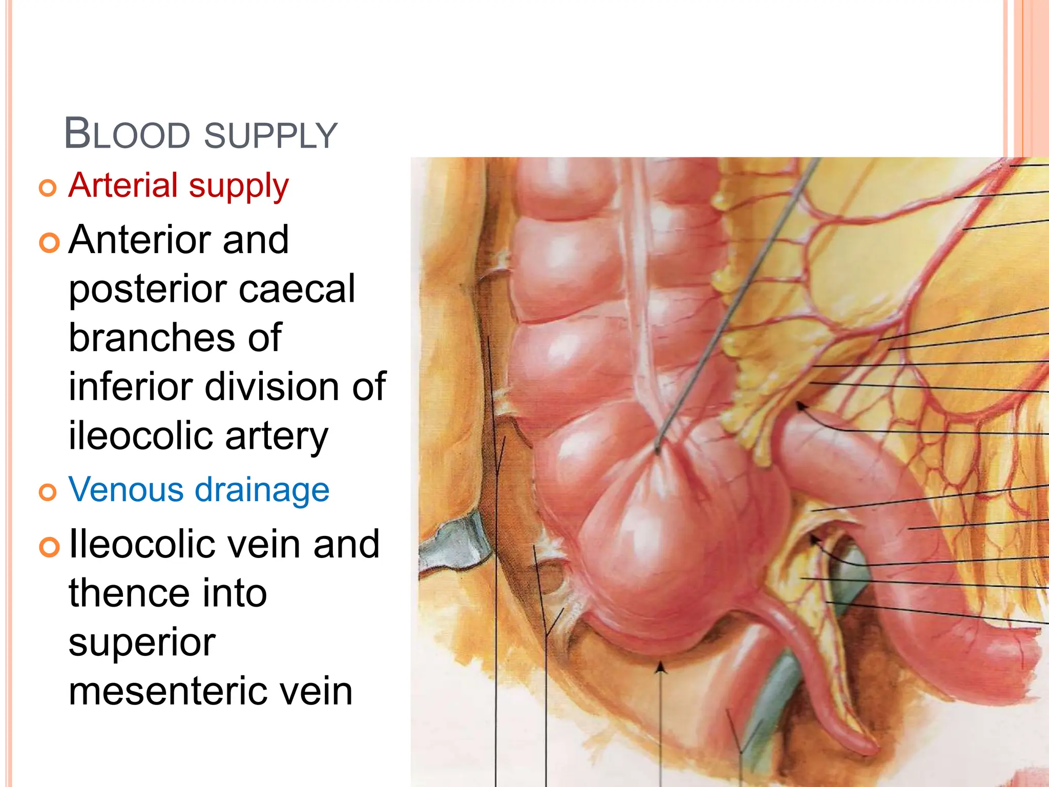 GROSS ANATOMY OF CAECUM & APPENDIX DR VKVS.ppt