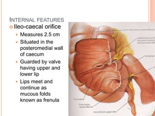 GROSS ANATOMY OF CAECUM & APPENDIX DR VKVS MBBS, MD.ppt