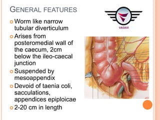 GROSS ANATOMY OF CAECUM & APPENDIX DR VKVS.ppt