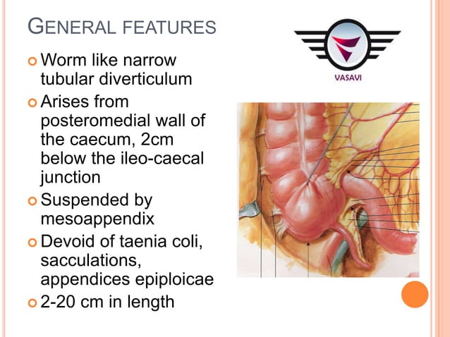 GROSS ANATOMY OF CAECUM & APPENDIX DR VKVS.ppt