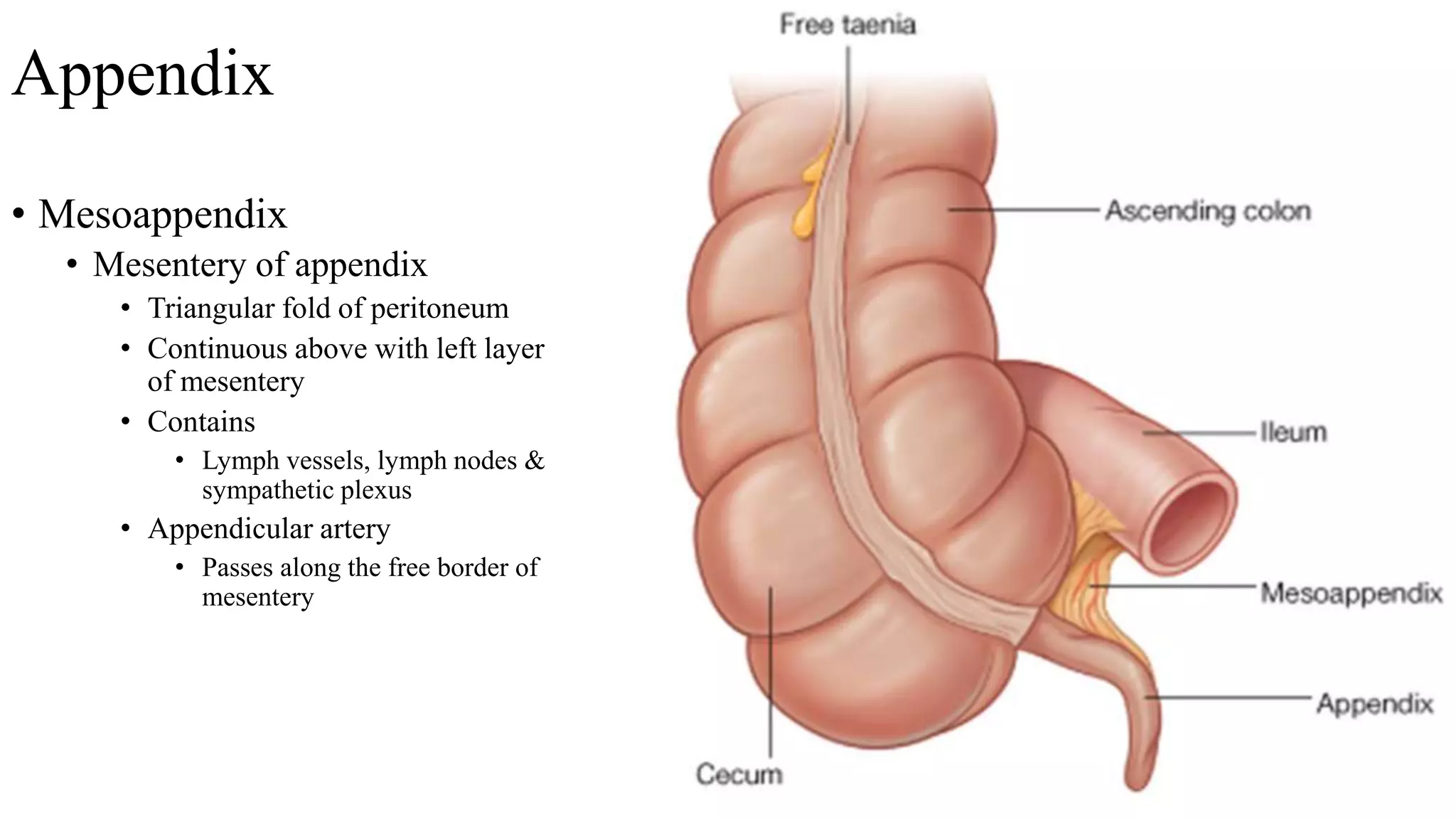 Caecum, appendix inferior mesenteric artery.pptx