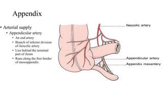 Caecum, appendix inferior mesenteric artery.pptx
