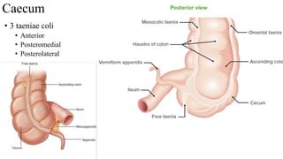 Caecum, appendix inferior mesenteric artery.pptx