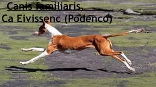 Canis familiaris,
Ca Eivissenc (Podenco)

 