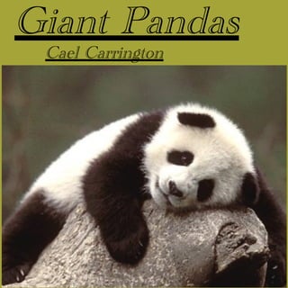 Giant Pandas
Cael Carrington
 